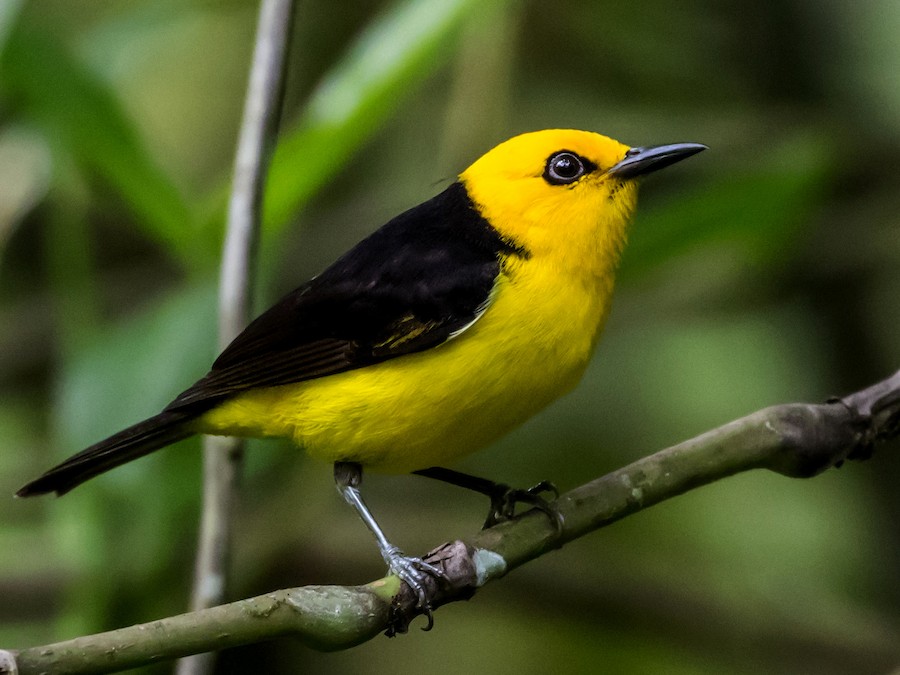 qara-sari-tanager