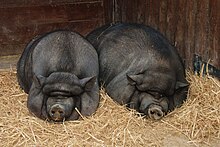 vietnam-pot-bellied-donuz-cinsi