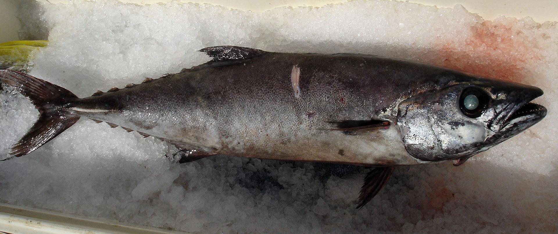 escolar-baligi