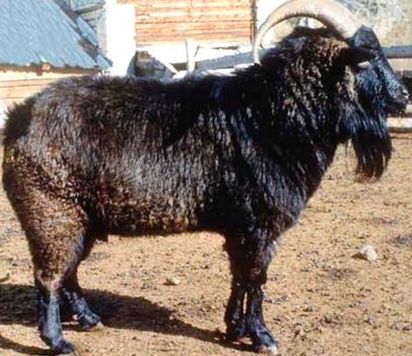 altay-dag-kecisi