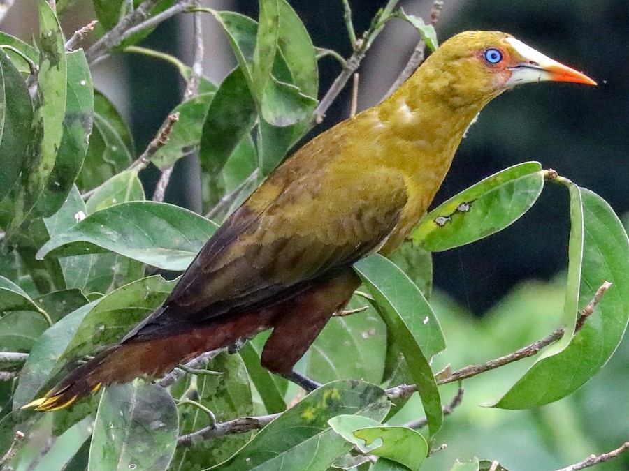 yasil-oropendola