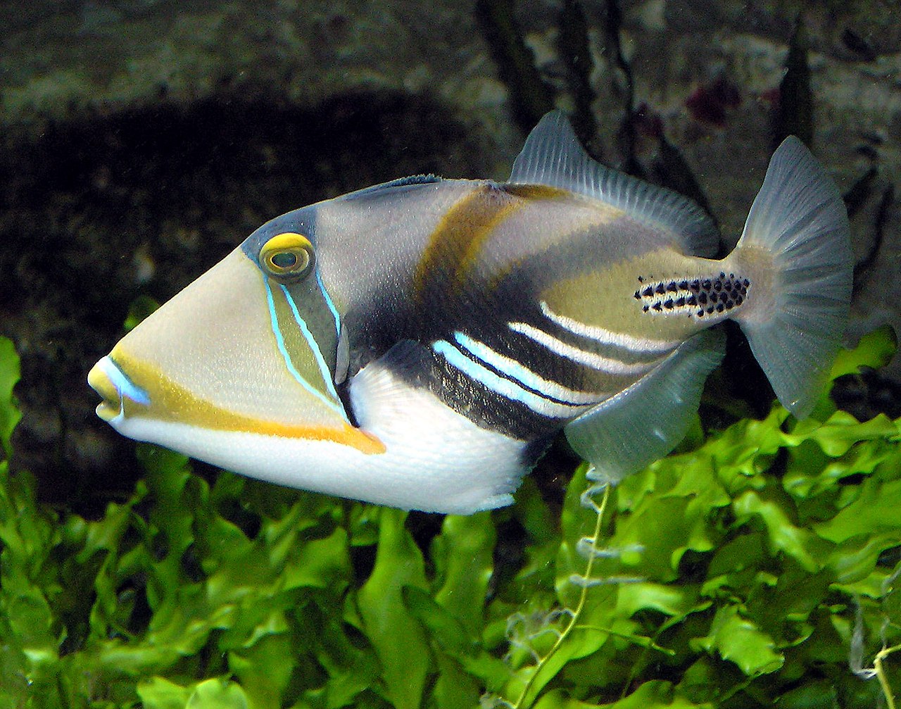 triggerfish-baligi