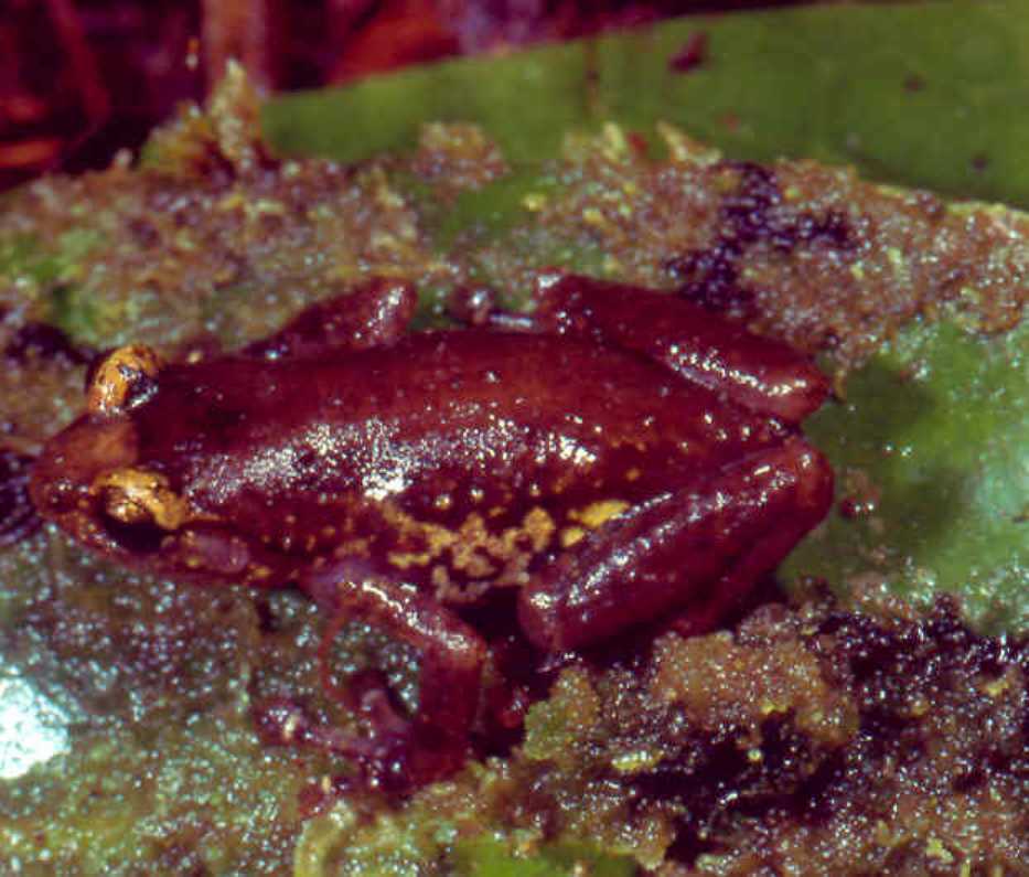 platypelis-tsaratananaensis-qurbagasi