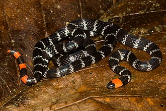 micrurus-mipartitus-ilani