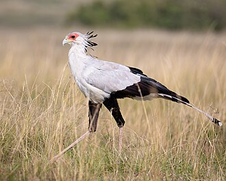 katibe-qusu