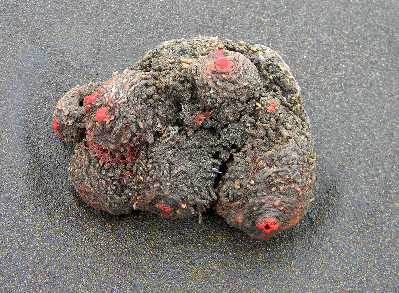 pyura-chilensis