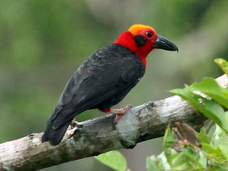 bornean-tikanbasi