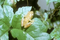 hyperolius-kuligae-qurbagasi