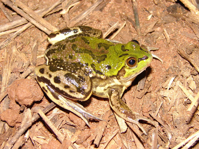 pseudis-bolbodactyla-qurbagasi