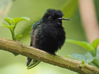 qara-qarinli-kolibri