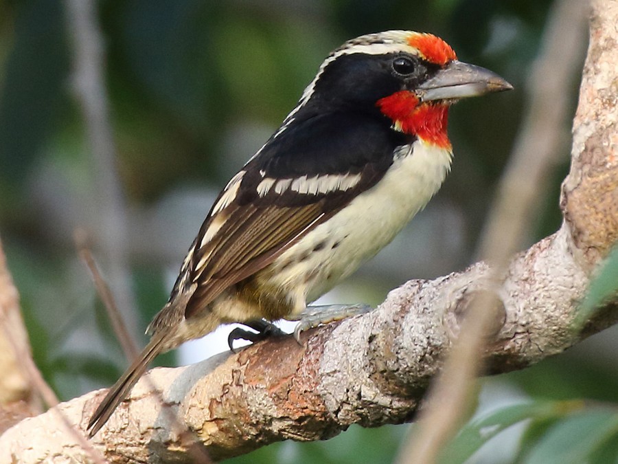 qara-lekeli-barbet