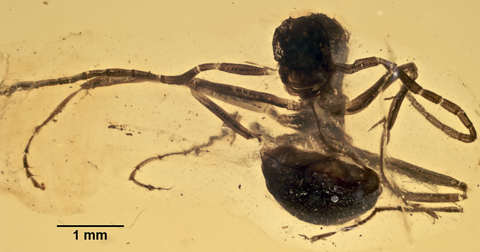 gerontoformica-qarisqasi
