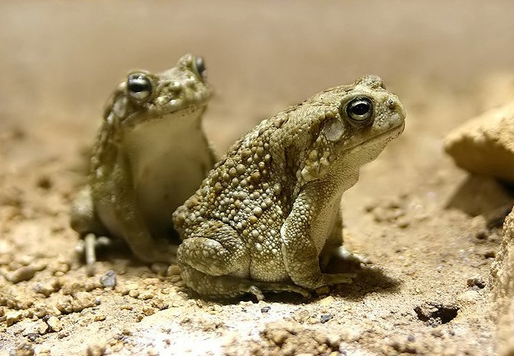 sclerophrys-regularis-qurbagasi