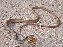 chironius-flavolineatus-ilani