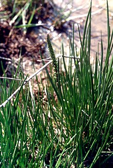 triglochin-maritima