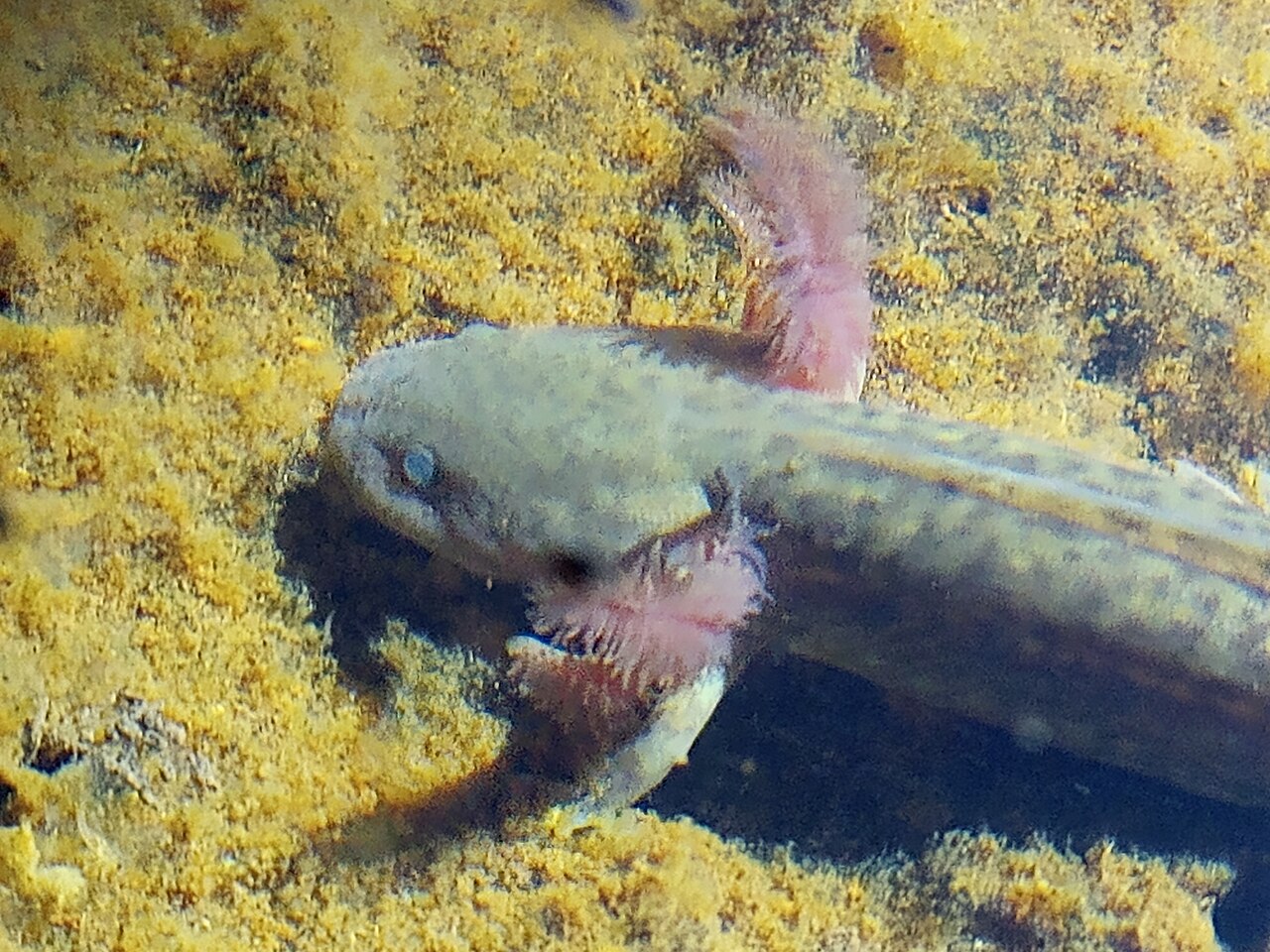 kutbasli-salamandra
