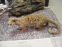afrika-palma-sivetasi