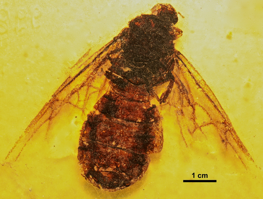 titanomyrma-qarisqa-nesli