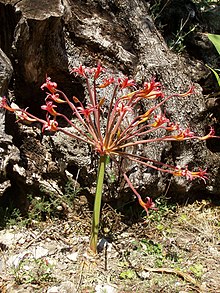 brunsvigia