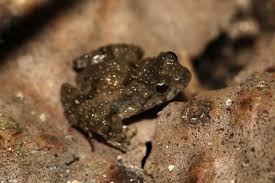 phrynobatrachus-congicus-qurbagasi