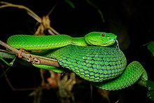 trimeresurus-popeiorum-ilani