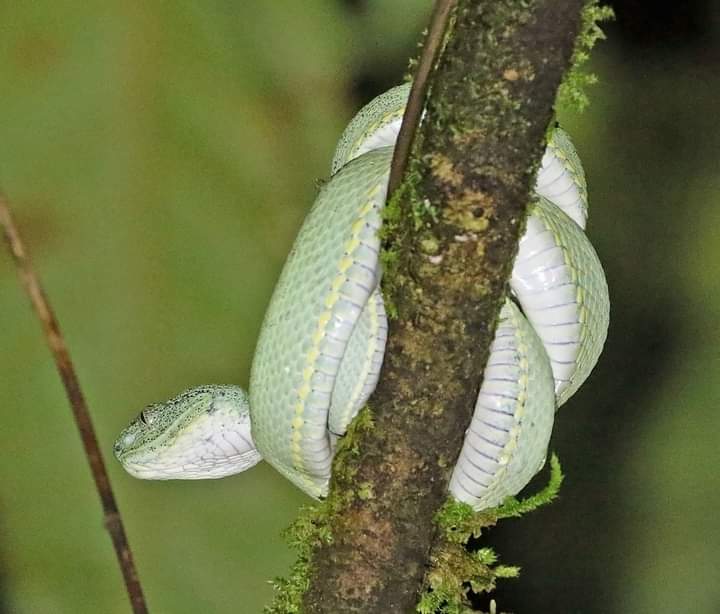 bothrops-bilineatus-ilani