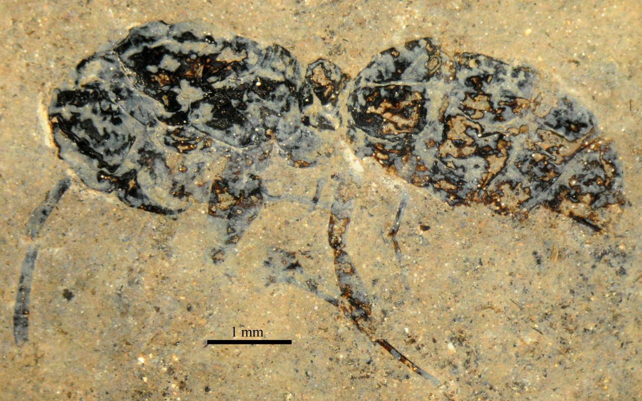 pseudectatomma-qarisqasi