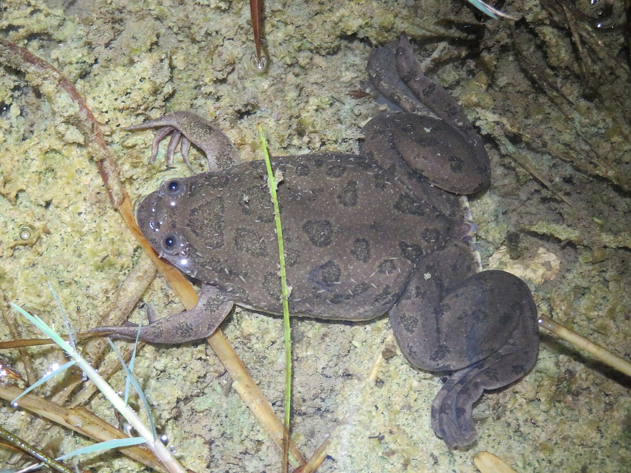 mullerin-platannasi-xenopus-muelleri
