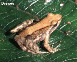 phrynobatrachus-graueri-qurbagasi