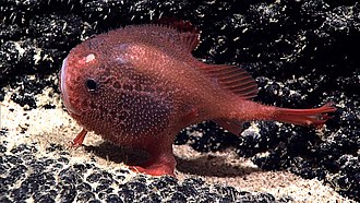 sea-toad