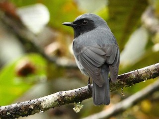 qarabogaz-robin