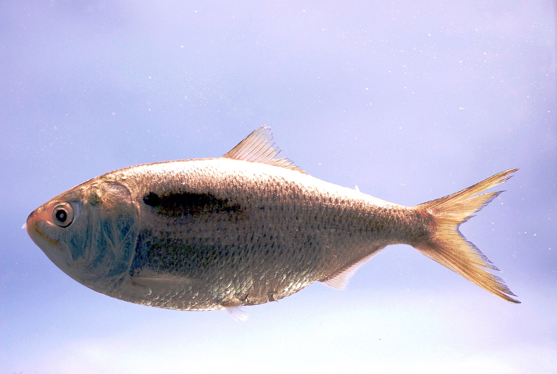 menhaden-baligi