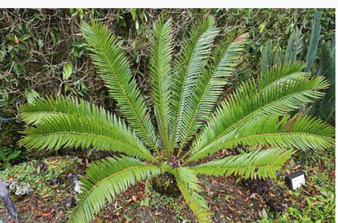 encephalartos-equatorialis