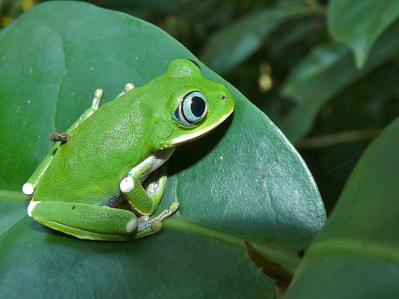 leptopelis-kivuensis-qurbagasi