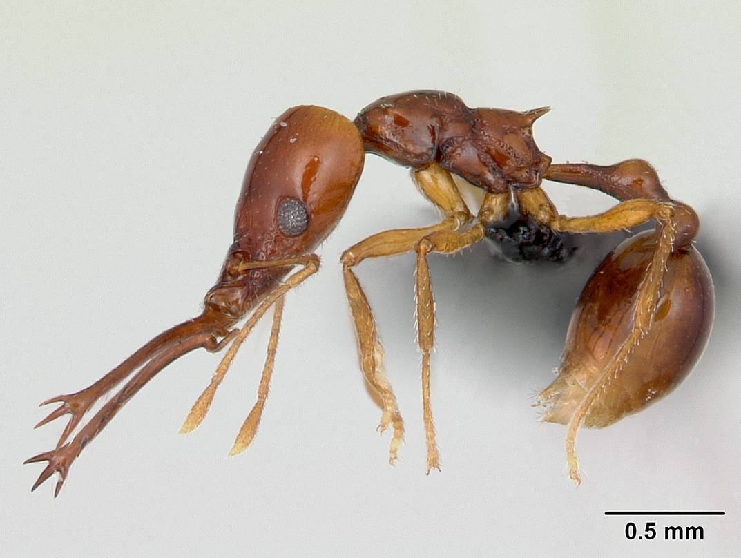 acanthognathus-qarisqasi
