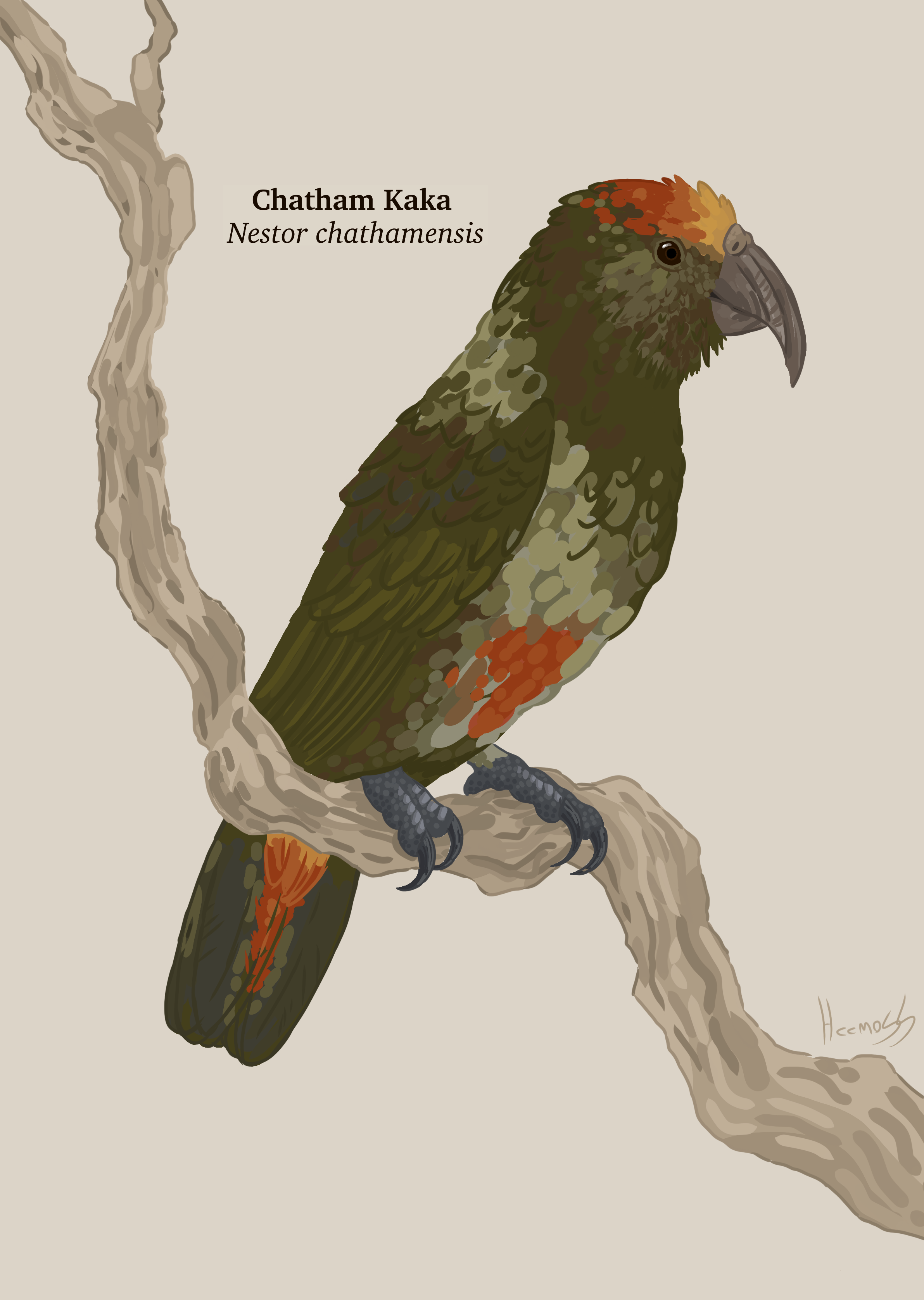 catam-kaka
