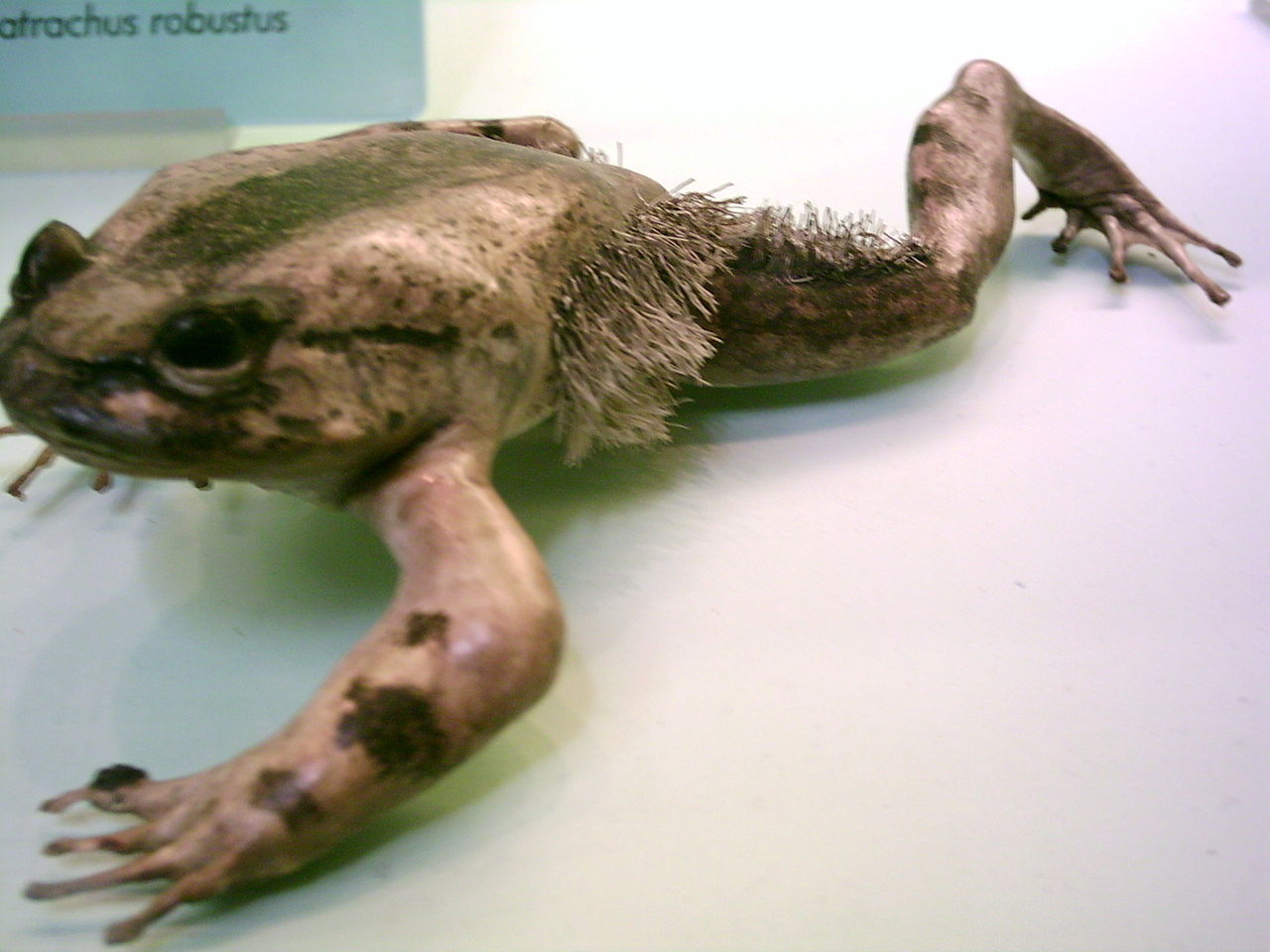 tuklu-qurbaga-trichobatrachus-robustus