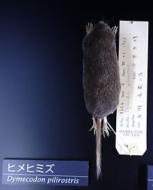 dymecodon-pilirostris-sicani
