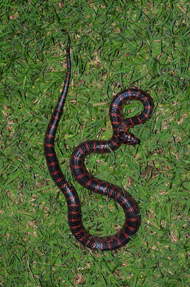 lycodon-rufozonatus-ilani