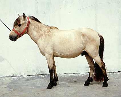 sumbawa-poni