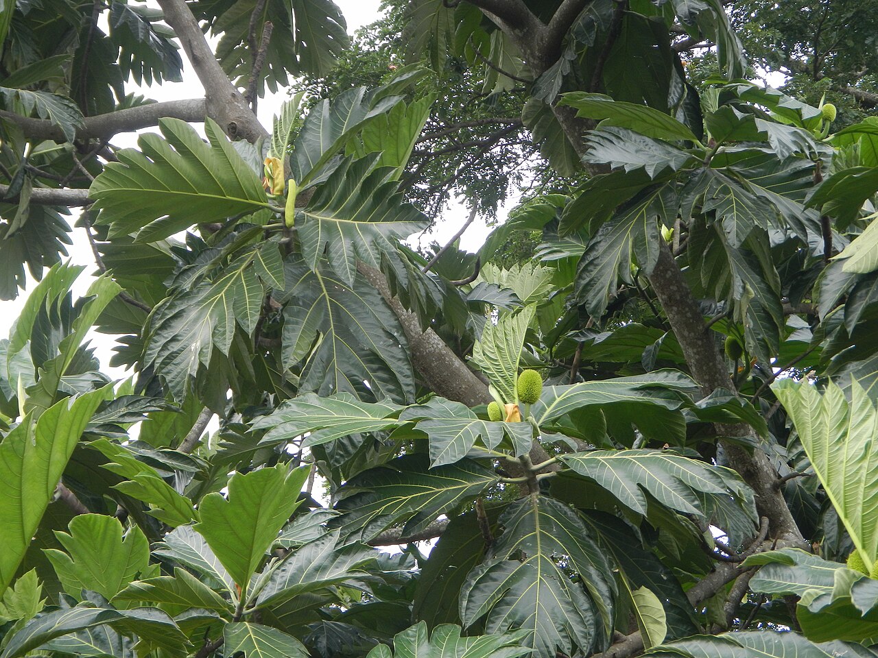 corek-findigi-artocarpus-camansi