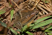 microhyla-fissipes-qurbagasi