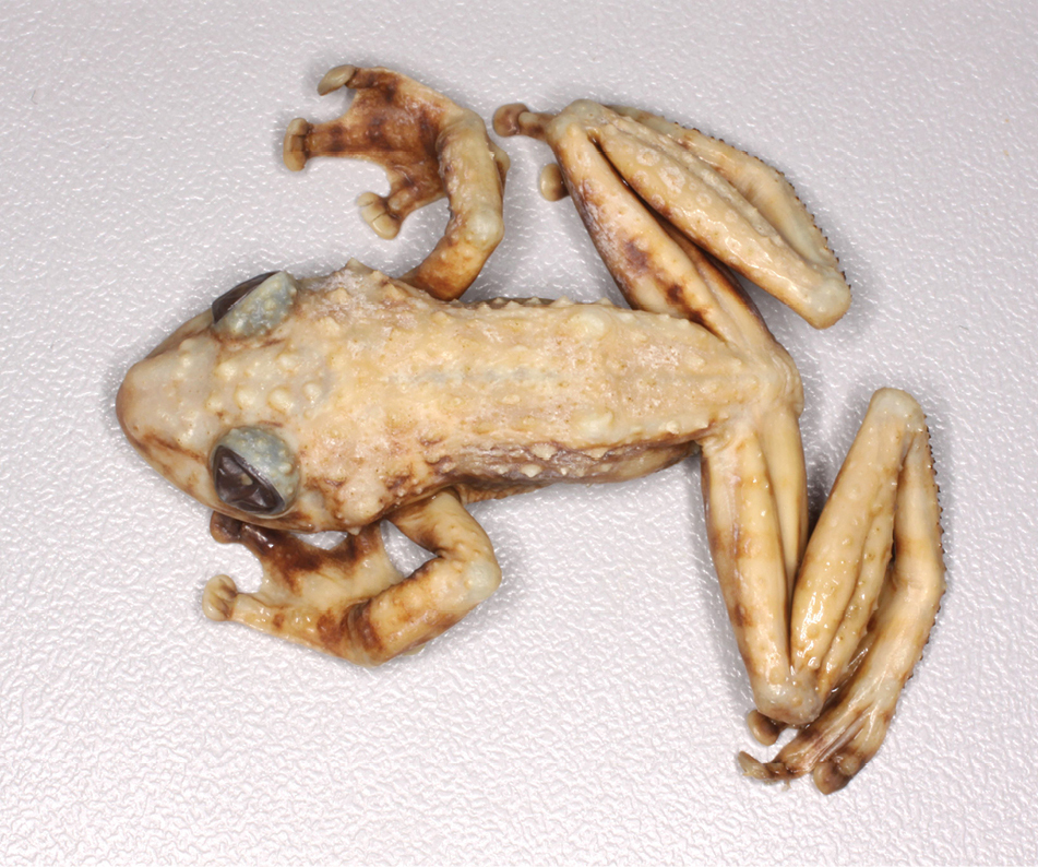 acanthixalus-spinosus-qurbagasi