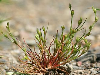juncus-bufonius