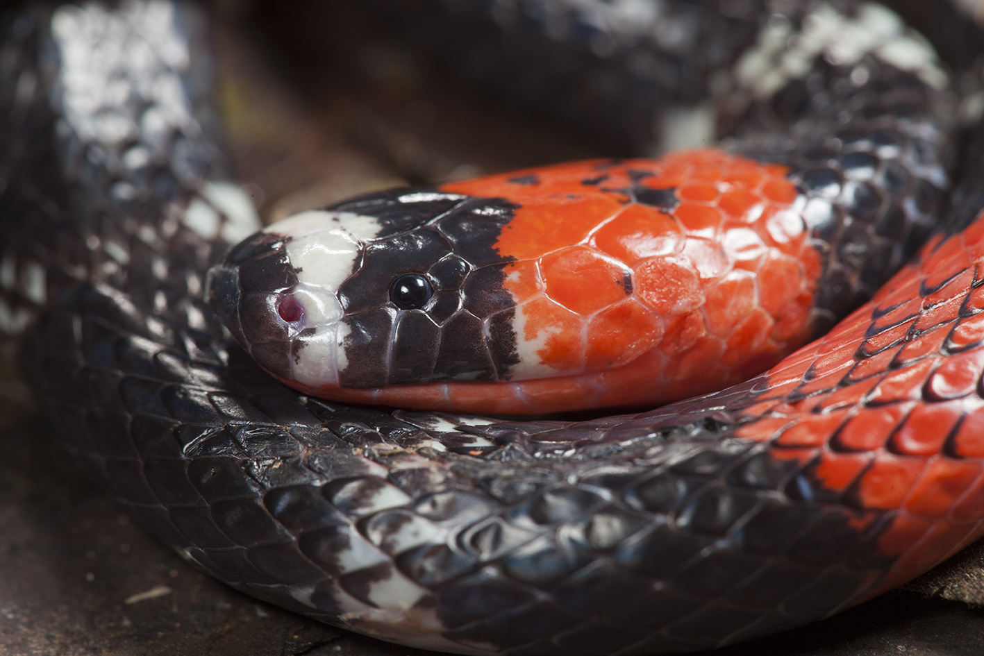micrurus-lemniscatus-ilani