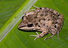 leptodactylus-fragilis-qurbagasi