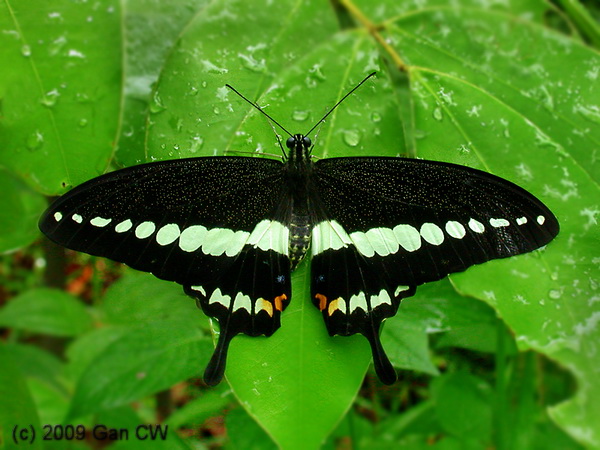 papilio-demolion-kepeneyi