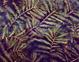 potamogeton-crispus