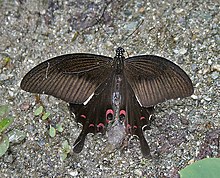 papilio-helenus-kepeneyi