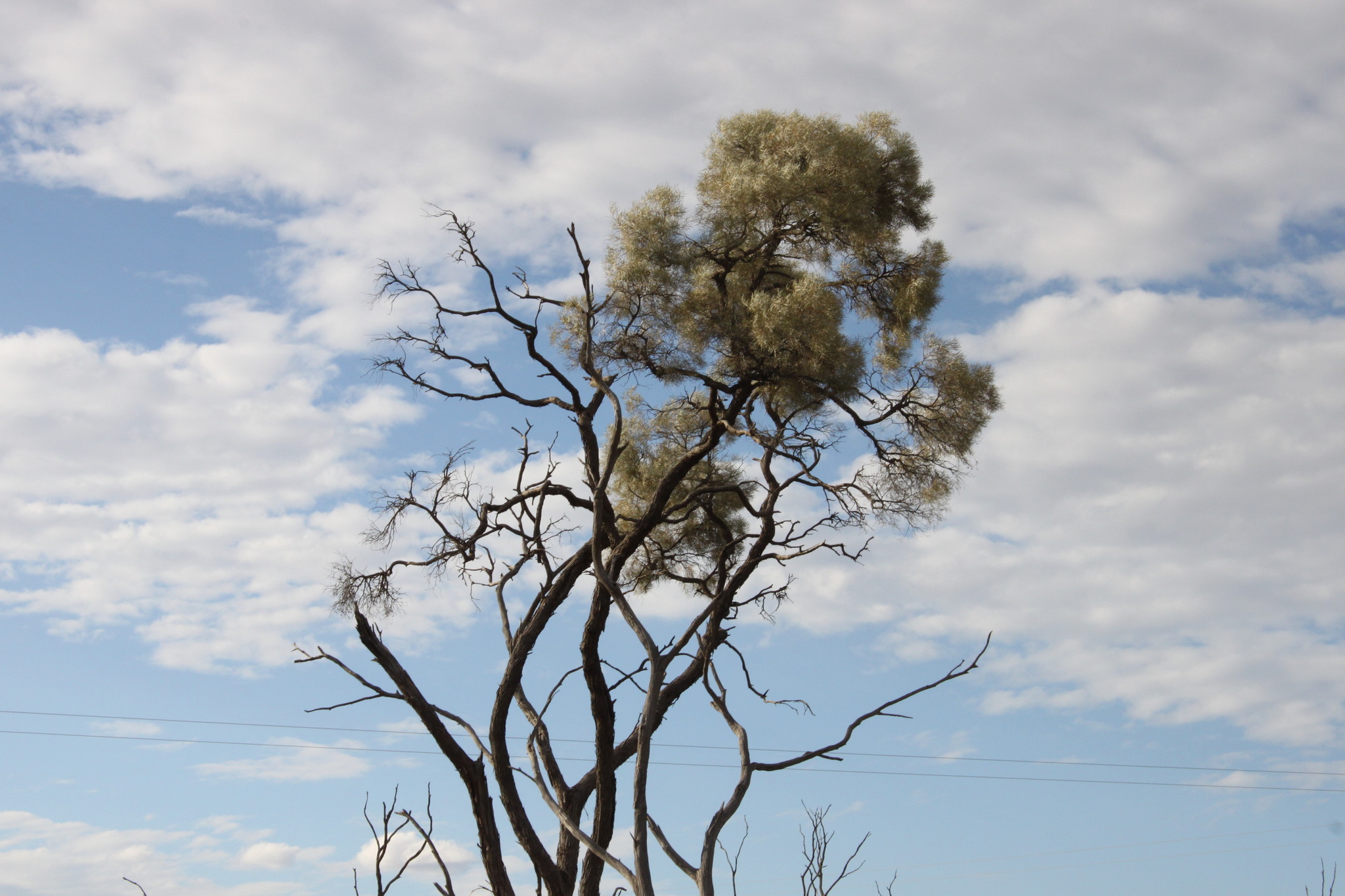 acacia-tephrina